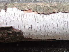 Vuilleminia comedens