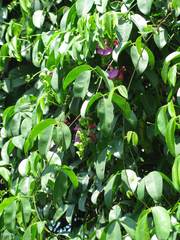 Canavalia bonariensis