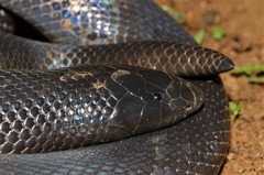 Atractaspis corpulenta