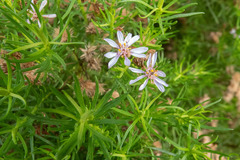 Olearia glutinosa