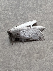 Rifargia distinguenda