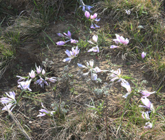 Colchicum trigynum