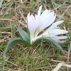 Colchicum trigynum
