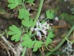 Fumaria munbyi