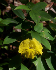 Monocostus uniflorus