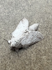 Rifargia distinguenda
