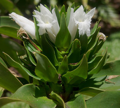 Costus leucanthus