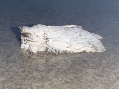 Rifargia distinguenda