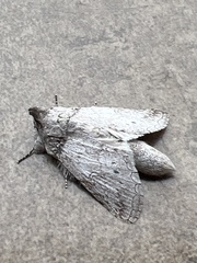 Rifargia distinguenda