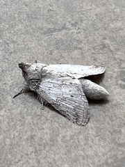 Rifargia distinguenda