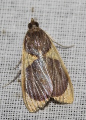 Rehimena