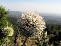 Echinops macrochaetus