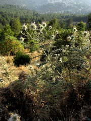 Echinops macrochaetus