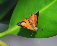 Hypochrysops apelles