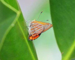 Hypochrysops apelles