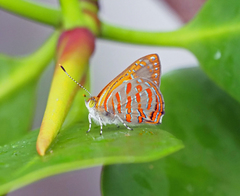 Hypochrysops apelles