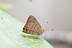Hypochrysops apelles