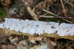 Exidiopsis calcea