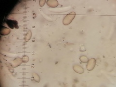 Microdochium nivale
