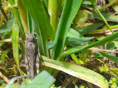 Diraneura bivenosa