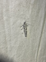 Mapsidius charpentierii