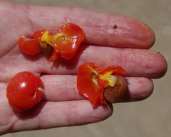 Diploglottis smithii