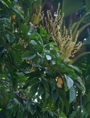 Diploglottis smithii