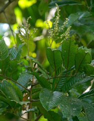 Diploglottis smithii