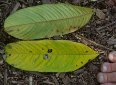 Diploglottis smithii