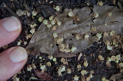Diploglottis smithii