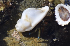 Pteropurpura
