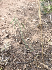 Boechera carrizozoensis