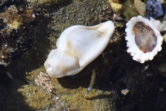 Pteropurpura