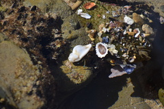 Pteropurpura