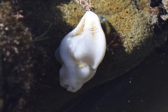 Pteropurpura