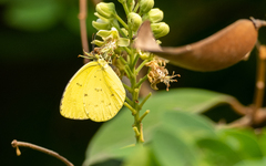 Eurema andersoni