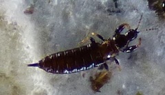 Holothrips