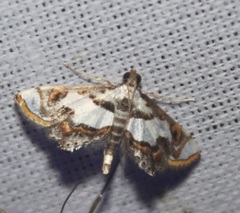 Chrysendeton