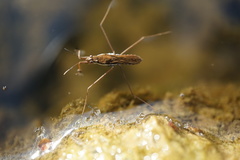 Gerris gracilicornis