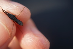 Gerris gracilicornis