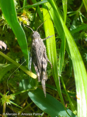 Diraneura bivenosa
