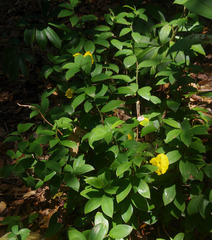 Monocostus uniflorus