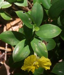 Monocostus uniflorus