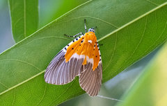 Peridrome orbicularis