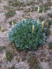Lupinus peirsonii