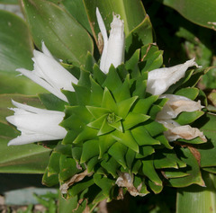Costus leucanthus