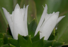 Costus leucanthus