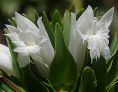 Costus leucanthus