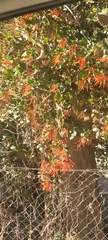 Tristerix corymbosus