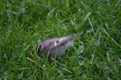 Regulus satrapa satrapa